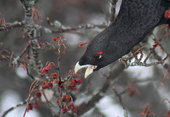 Grand Tétras  - Thibault Gebhard