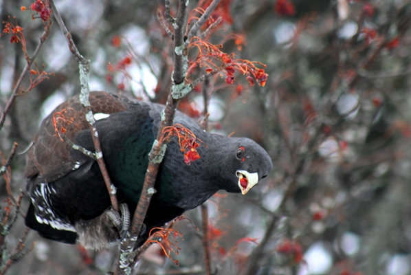 Grand Tétras  - Thibault Gebhard
