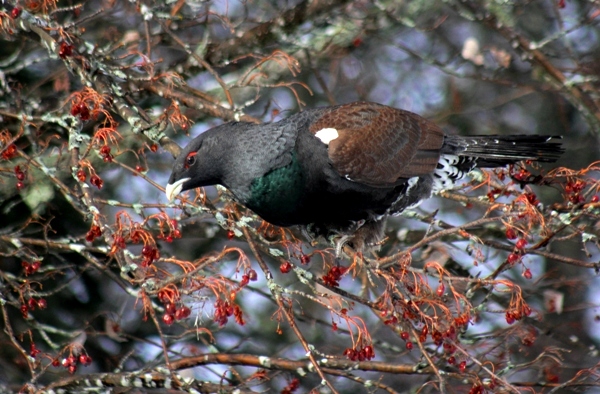 Grand Tétras  - Thibault Gebhard
