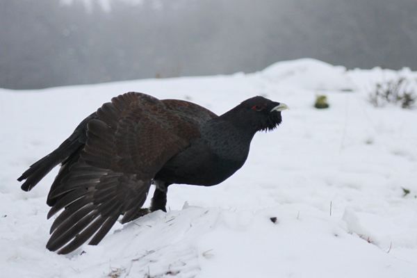 Grand Tétras  - Thibault Gebhard