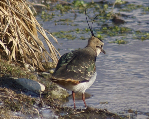 Vanneau huppé  - Daniela Heldner