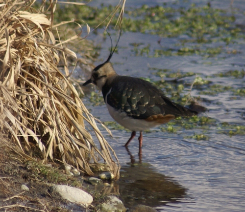 Vanneau huppé  - Daniela Heldner