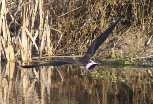 Vanneau huppé  - Daniela Heldner