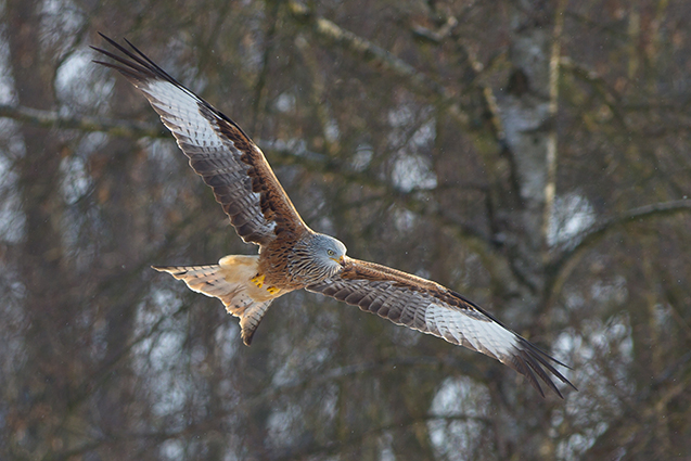 Milan royal  - Sandra Schweizer