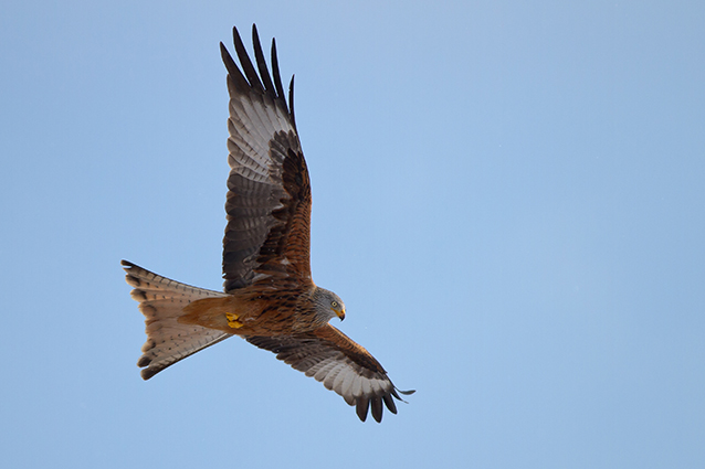 Red Kite  - Sandra Schweizer