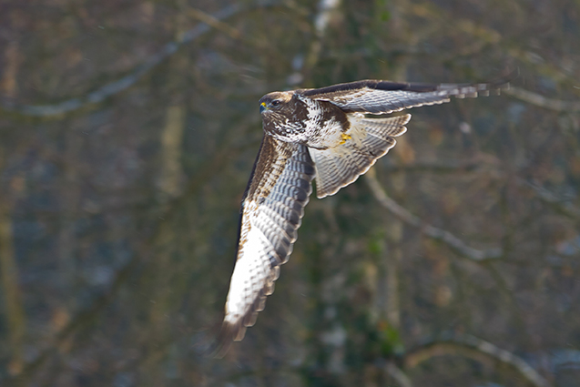 Poiana  - Sandra Schweizer