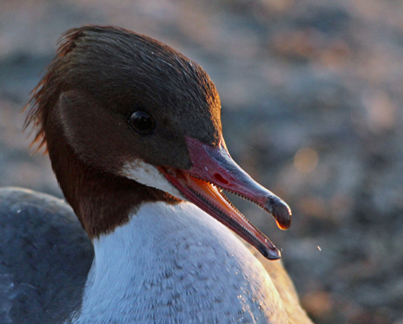 Harle bièvre  - Marianne Bonnard