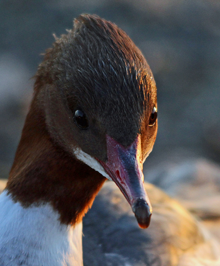 Harle bièvre  - Marianne Bonnard