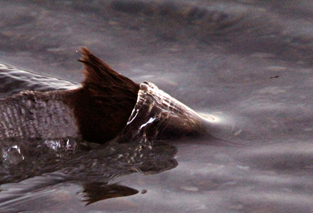 Common Merganser  - Marianne Bonnard