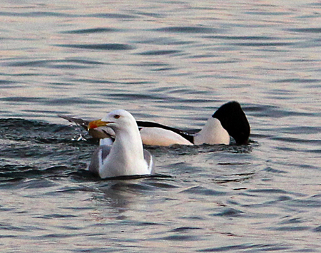 Yellow-legged Gull  - Marianne Bonnard