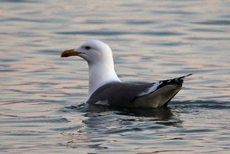 Goéland leucophée  - Marianne Bonnard