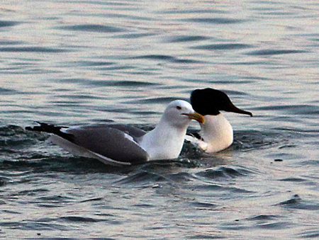 Goéland leucophée  - Marianne Bonnard