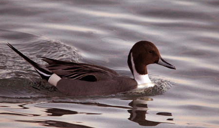 Canard pilet  - Marianne Bonnard