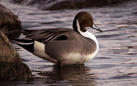 Northern Pintail  - Marianne Bonnard