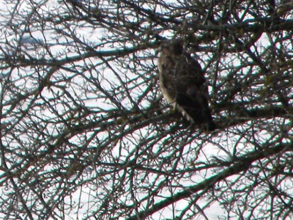 Common Buzzard  - Elisabeth Baciu