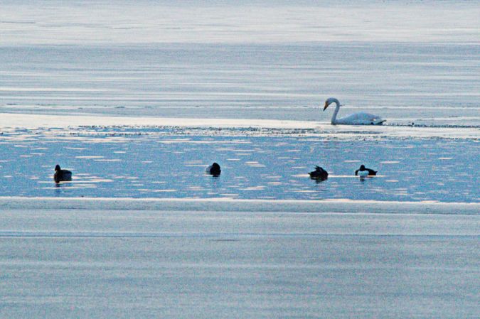 Cigno selvatico  - Philippe Desbiolles