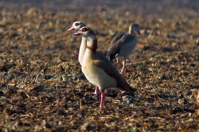 Ouette d'Égypte  - Daniel Noverraz