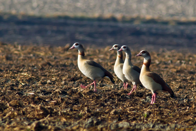 Ouette d'Égypte  - Daniel Noverraz