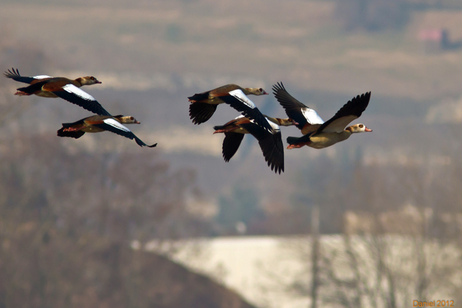 Egyptian Goose  - Daniel Noverraz