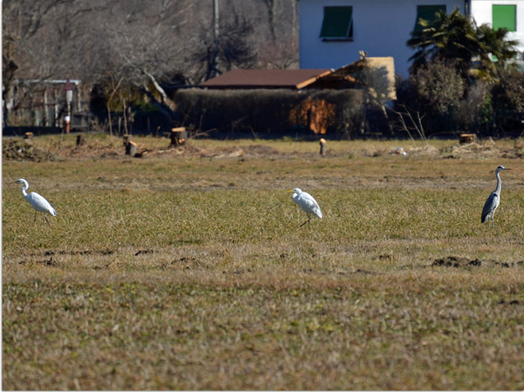 Great Egret 