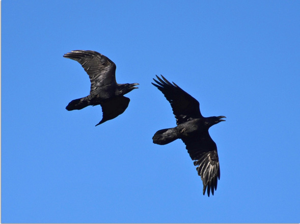 Northern Raven 
