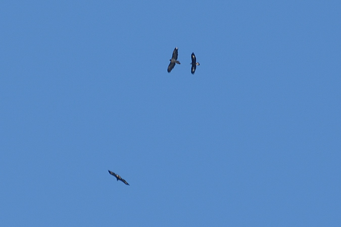 Gypaète barbu  - René Pierre Favre