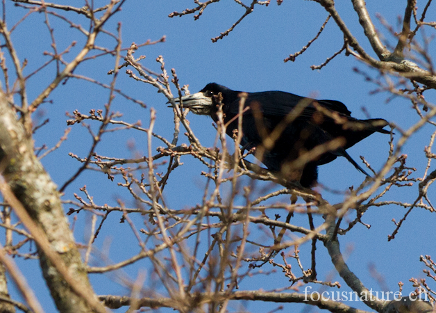 Corbeau freux  - Marie Et Philippe Haake