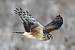 Hen Harrier  - Christopher Plummer