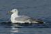 European Herring Gull  - Martin Trachsel
