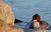 Common Merganser  - Marianne Bonnard