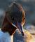 Common Merganser  - Marianne Bonnard