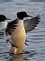 Common Merganser  - Marianne Bonnard