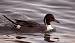 Northern Pintail  - Marianne Bonnard