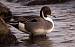 Northern Pintail  - Marianne Bonnard