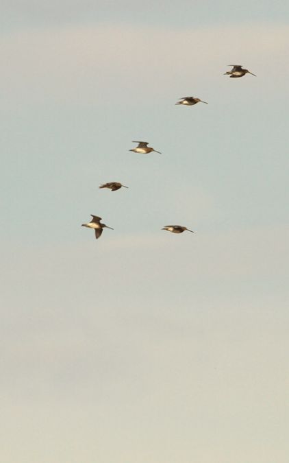 Common Snipe  - Nicolas Pictet