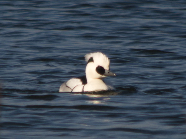 Smew  - Paul J. Brändli