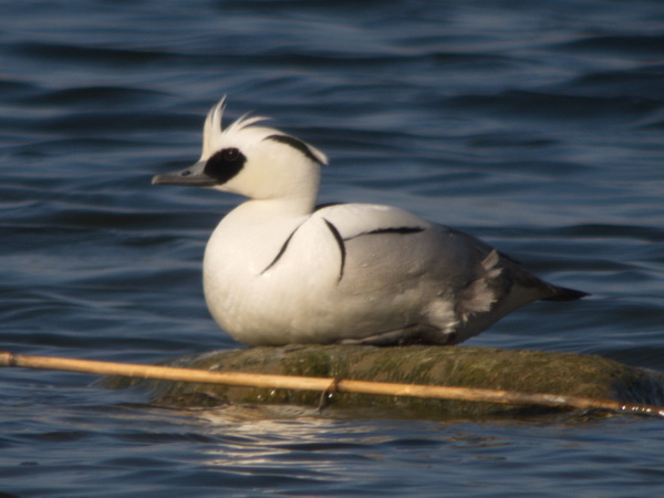 Smew  - Paul J. Brändli