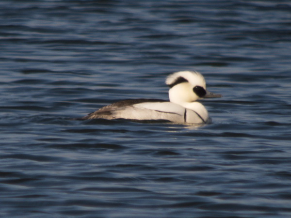 Smew  - Paul J. Brändli