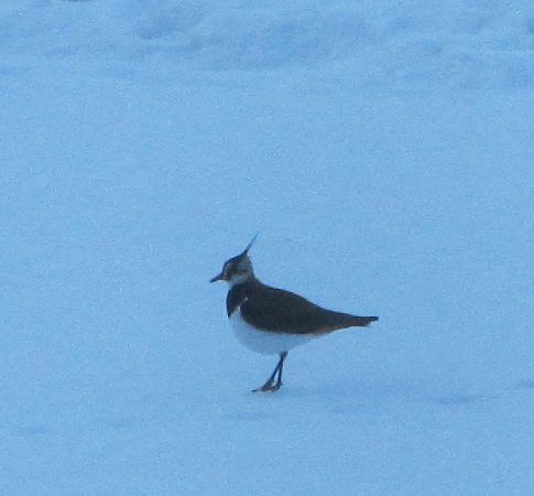 Northern Lapwing  - Anonymous