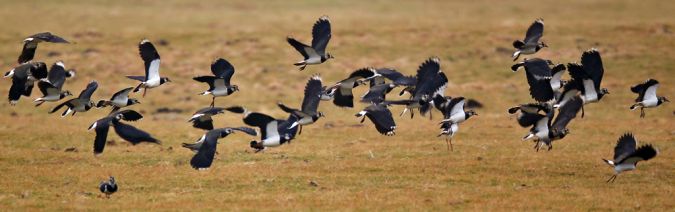 Northern Lapwing  - Klaus Robin