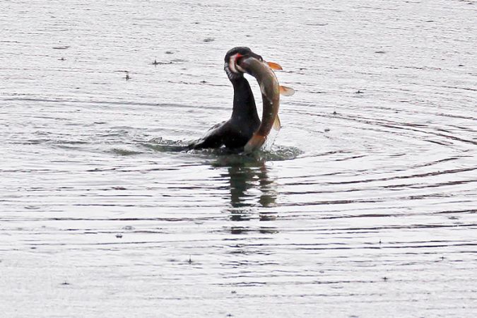 Great Cormorant  - Klaus Robin