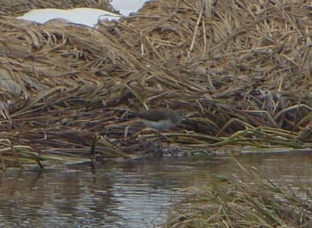 Piro-piro culbianco  - Thomas Wehrli (Wildhut GR)