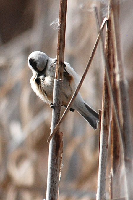 Rémiz penduline  - Urs Lustenberger
