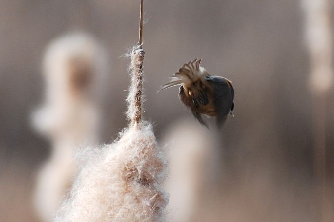 Rémiz penduline  - Urs Lustenberger