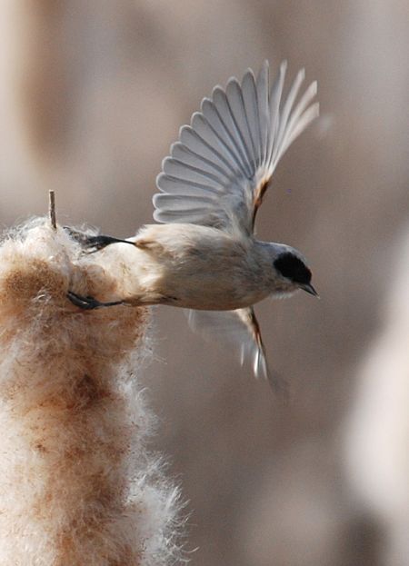 Rémiz penduline  - Urs Lustenberger
