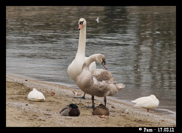 Mute Swan  - Patricia Marmeys Fatton