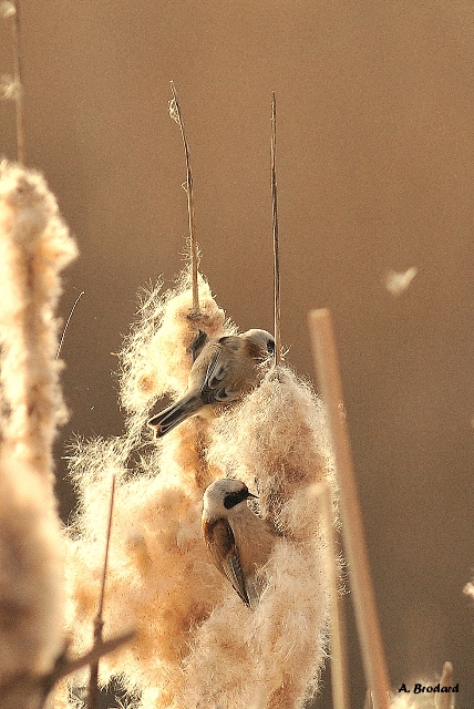 Eurasian Penduline Tit  - André Brodard