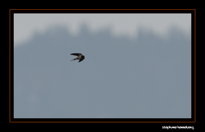 Rondine  - Stephane Henneberg