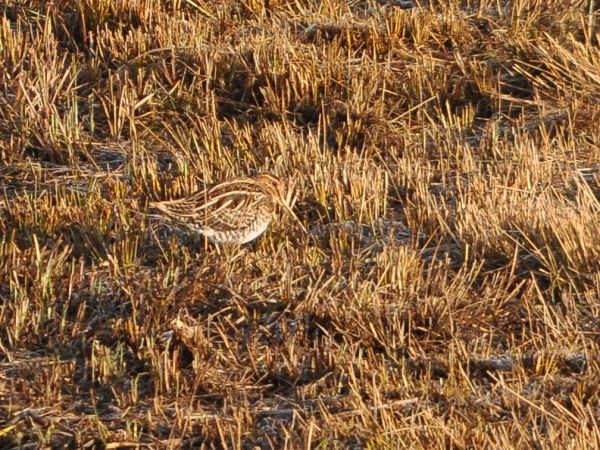 Common Snipe  - Thomas Sieber