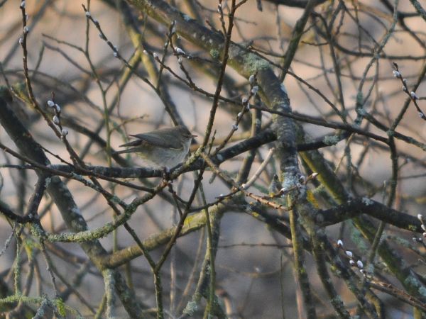 Common Chiffchaff  - Thomas Sieber